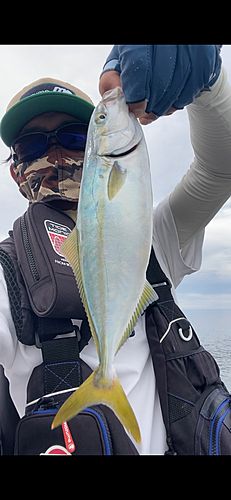 ワカシの釣果