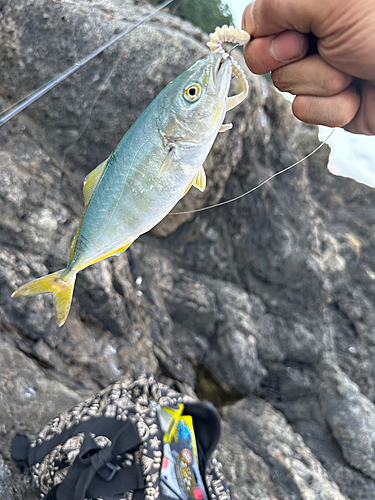 ワカシの釣果