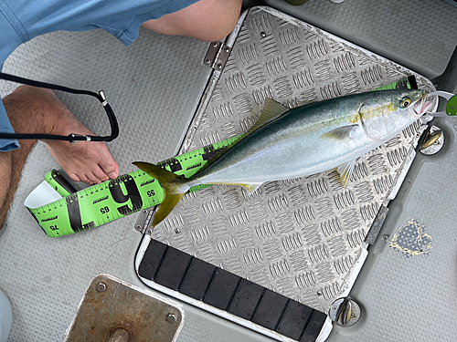 ハマチの釣果