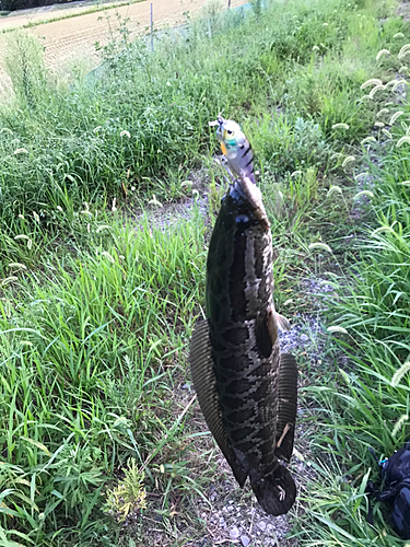 ライギョの釣果