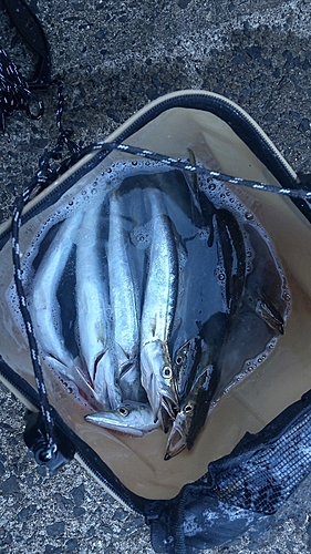 カマスの釣果