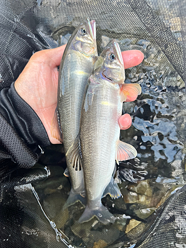 アユの釣果