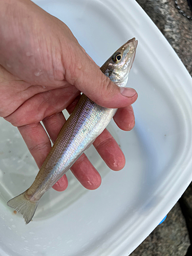 キスの釣果