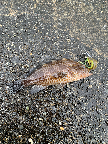 オオモンハタの釣果