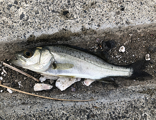 スズキの釣果