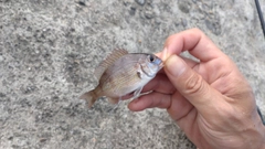 チダイの釣果