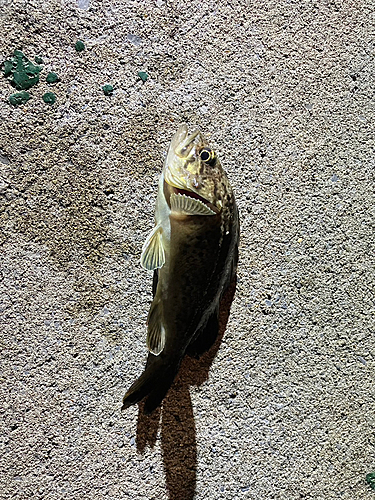 ソイの釣果