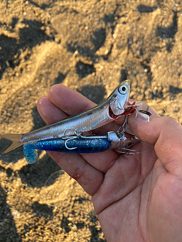 イワシの釣果