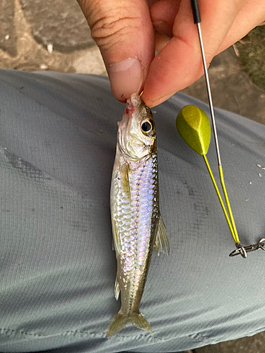 ニゴイの釣果