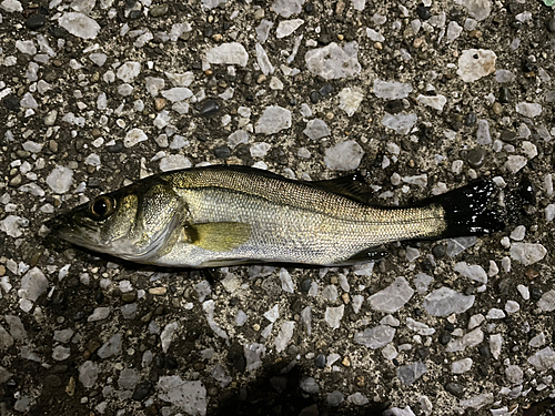 セイゴ（マルスズキ）の釣果