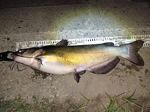 アメリカナマズの釣果