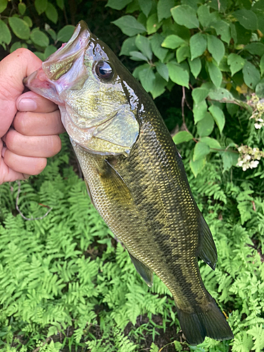 ラージマウスバスの釣果