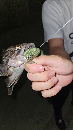 クロソイの釣果
