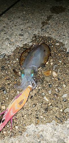 アオリイカの釣果