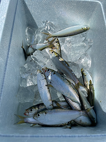 コノシロの釣果