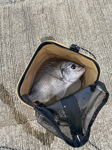 キチヌの釣果