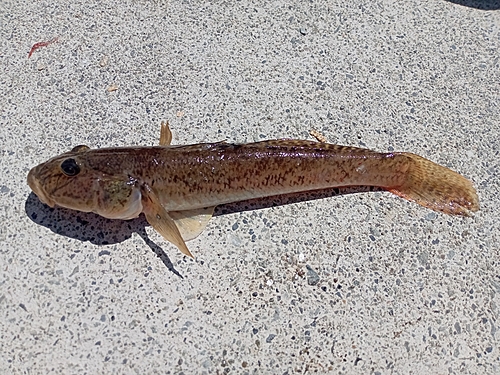 ハゼの釣果