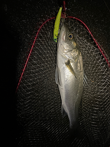 セイゴ（マルスズキ）の釣果