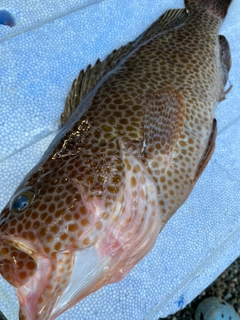 オオモンハタの釣果