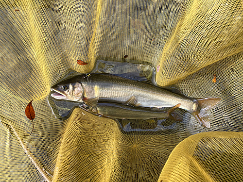 アユの釣果