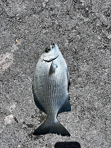 イスズミの釣果