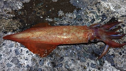 ケンサキイカの釣果