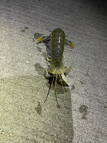 シャコの釣果