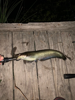 ナマズの釣果