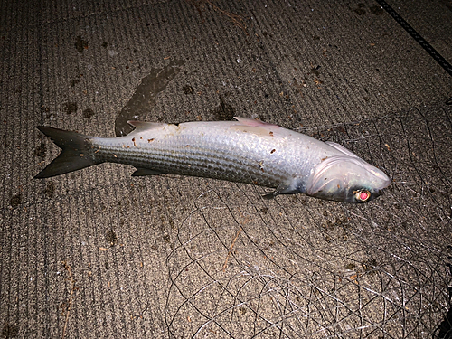 ボラの釣果