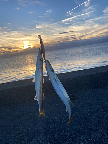 ヤマトカマスの釣果