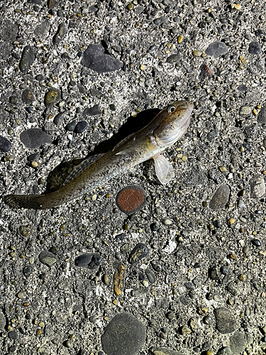 ハゼの釣果