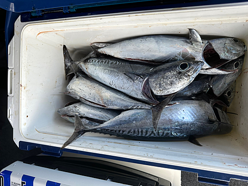 ソウダガツオの釣果