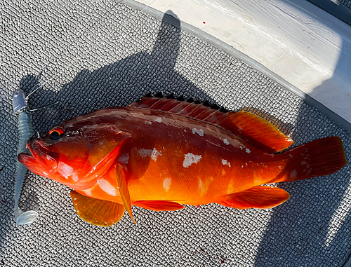 アカハタの釣果