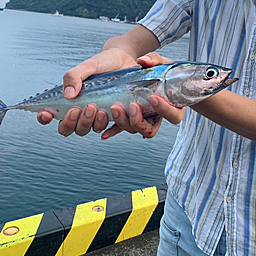 魚Buluの釣果