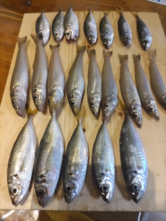 アジの釣果