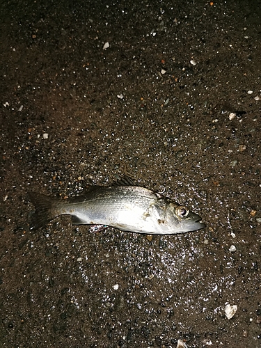 セイゴ（マルスズキ）の釣果