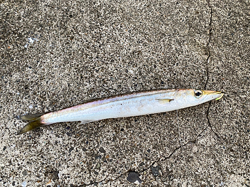 カマスの釣果