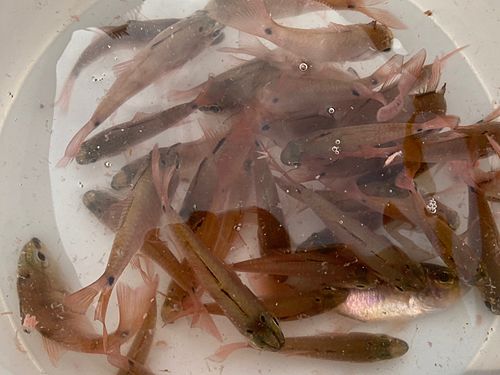 ネンブツダイの釣果