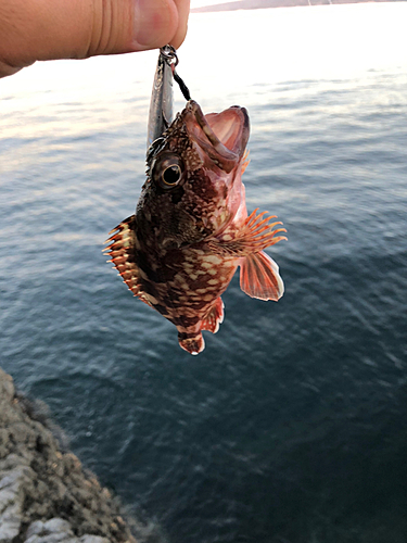 アラカブの釣果