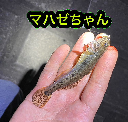 マハゼの釣果