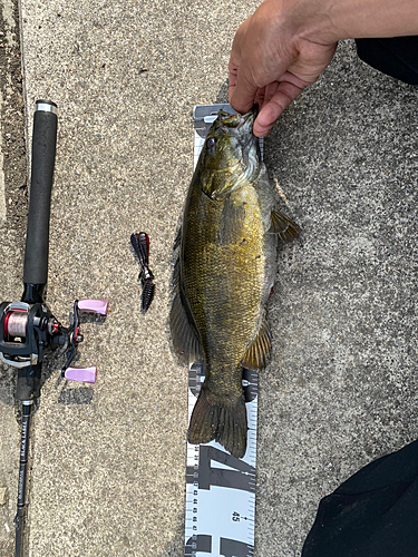 スモールマウスバスの釣果