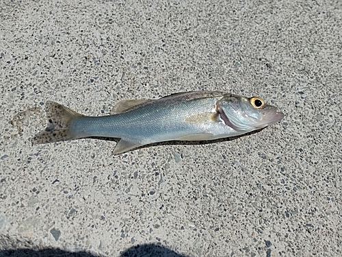 セイゴ（ヒラスズキ）の釣果