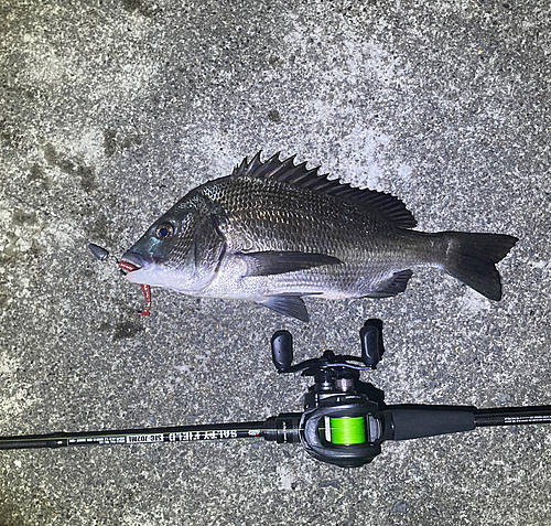 チヌの釣果