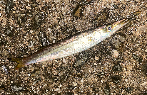 カマスの釣果