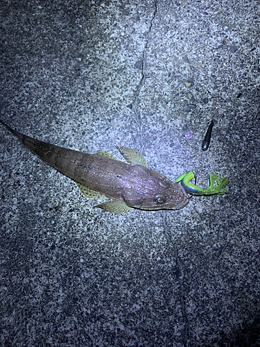 マゴチの釣果