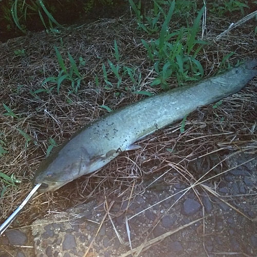 マナマズの釣果