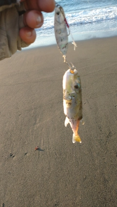 フグの釣果