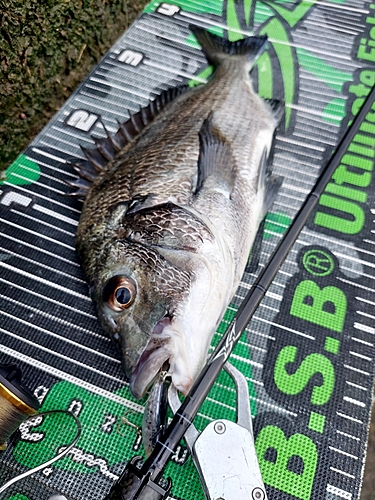 チヌの釣果