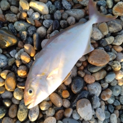 ショゴの釣果