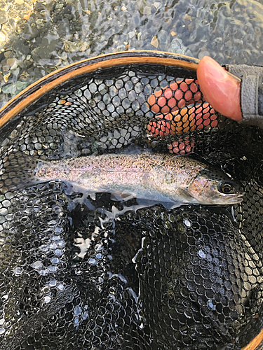 ニジマスの釣果